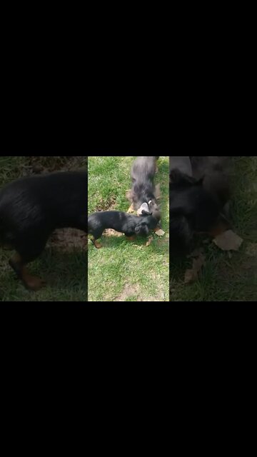 Jude And Iris Rolling In The Grass