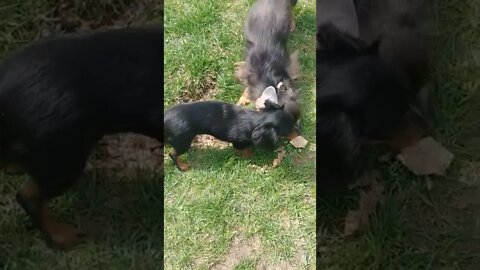 Jude And Iris Rolling In The Grass