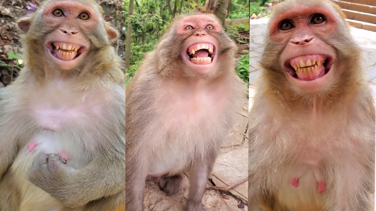 Laughing monkey