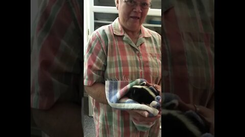 Baby Skunk at Church