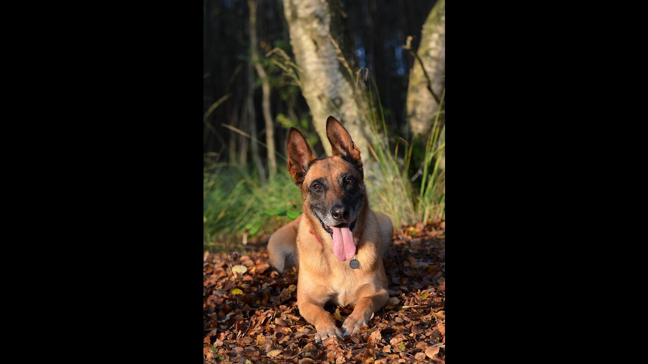 The Belgian Shepherd Malinois