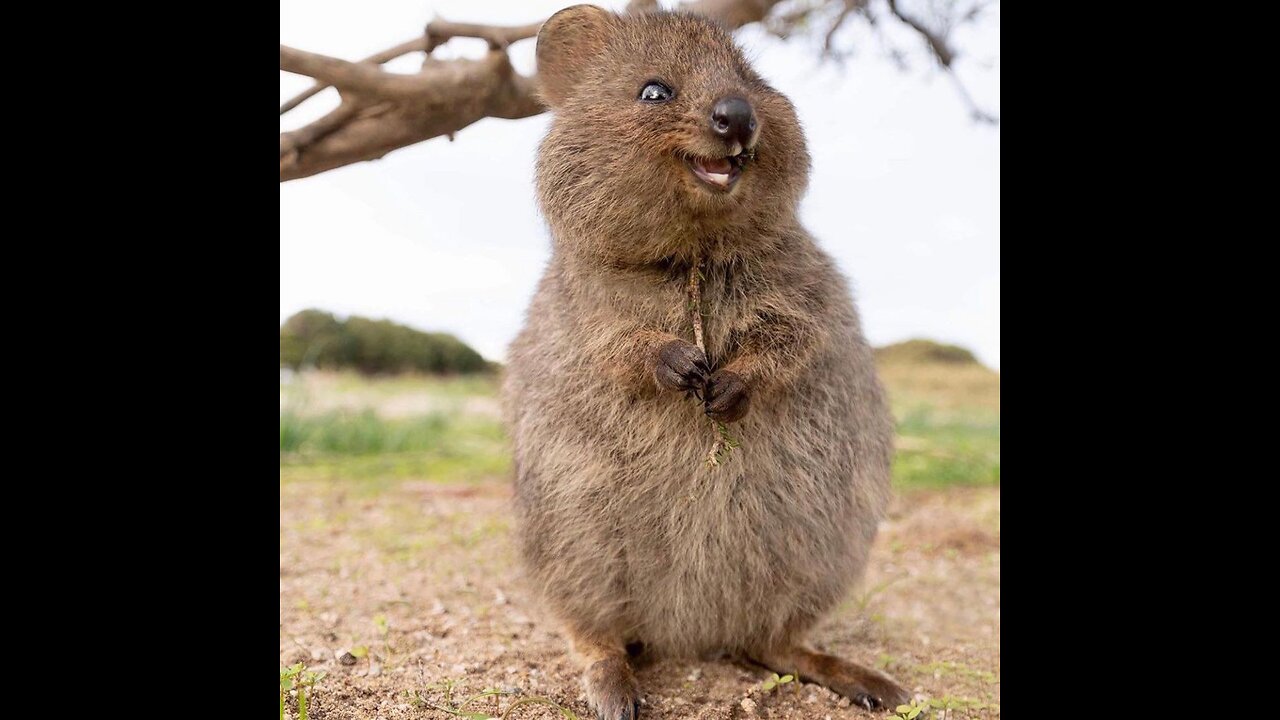 this is a quokka - ‘the world’s happiest animal’