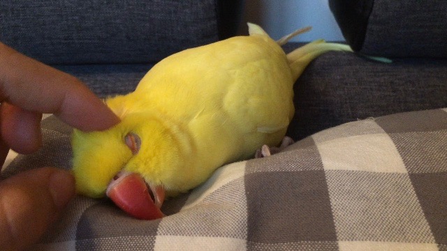 Why Is This Parrot Screaming At Her Owner? The Reason Is Simply Brilliant.