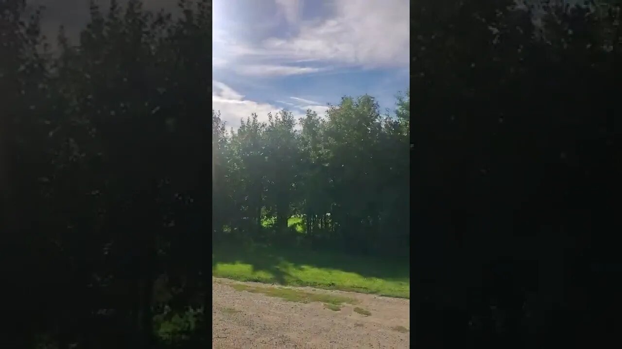 beautiful dog beautiful day stay positive.