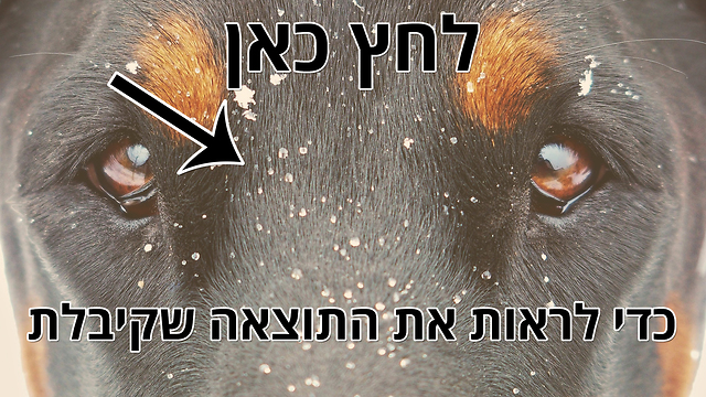 איזה סוג של כלב מתאים לאישיות שלך? גולדן רטריבר