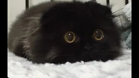 Cute Animal Videos