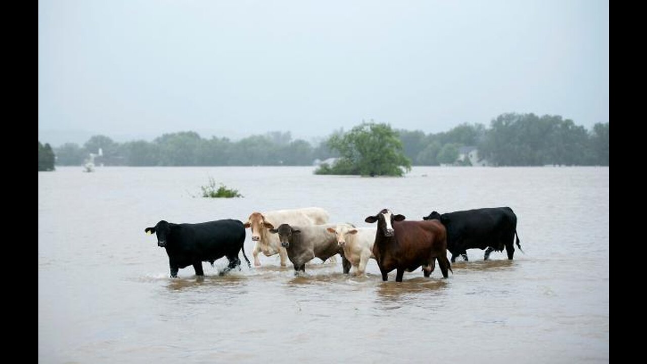 18,000 Cattle Killed By Explosion At West Texas Dairy Farm, Largest In History😱