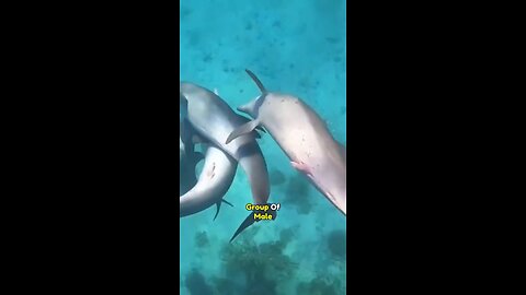 Evil side of dolphin