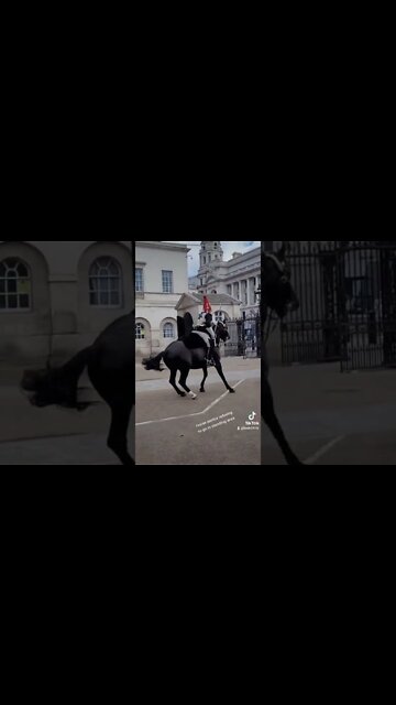 Horse panics refuses to go in standing area #horseguardsparade