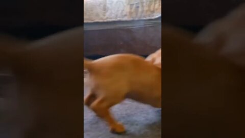 funny dog