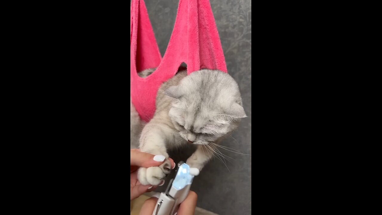 HOW TO TRIM YOUR CAT` S CLAWS