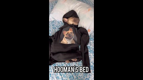 Human Bed | Mochi The French Bulldog