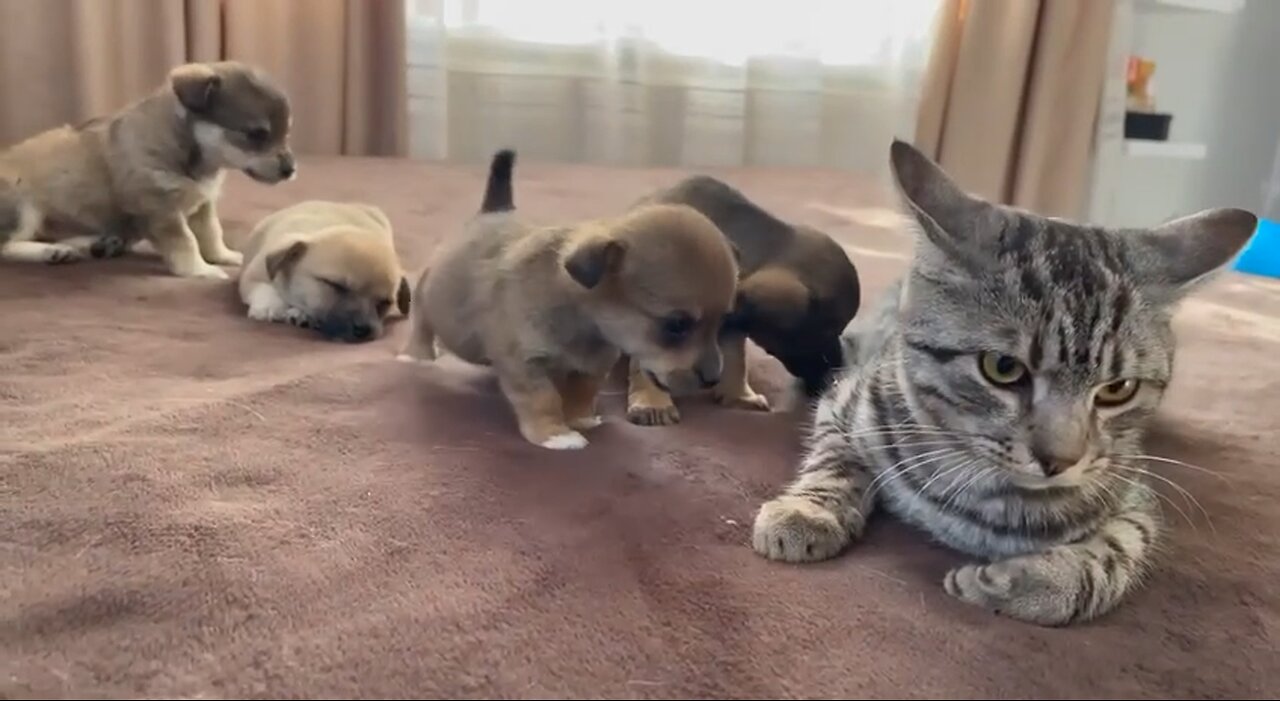 Funny Cat Reaction to Puppies [Kitty sees them for the First Time]