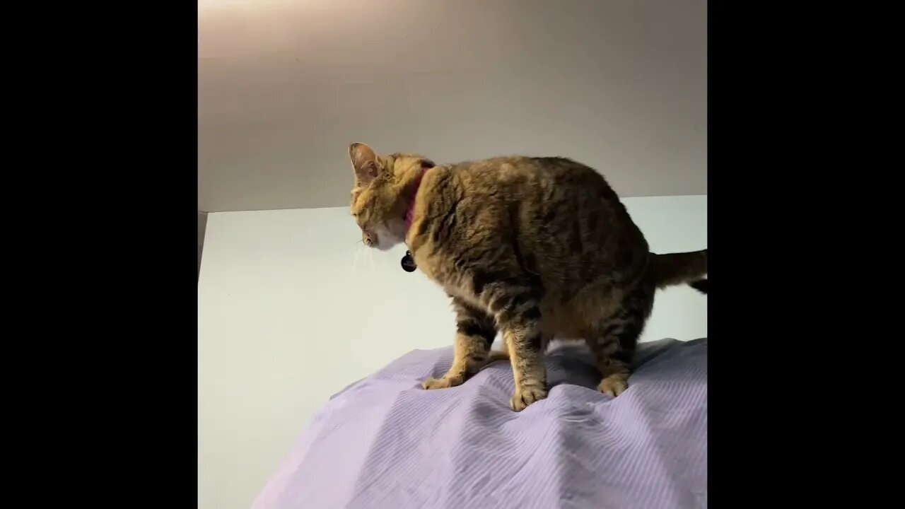 Milo at home