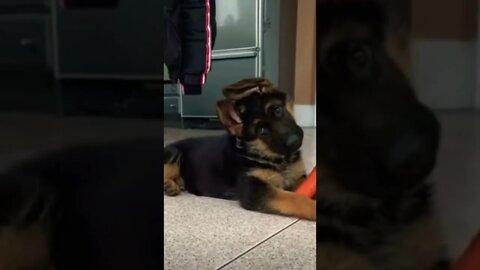 Funny dogs get this viral | #shorts | #viral | #funnyanimals