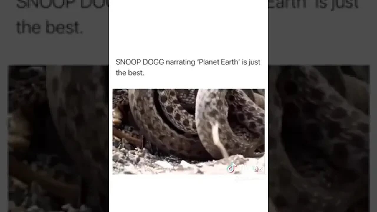 One Of My All-Time Fav Animal Videos! Need Snoop To Commentate Everything! Original Credit- NatGeo