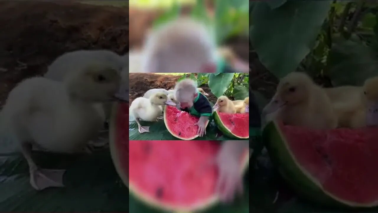 BEST MONKEY BABY EAT MELON WITH DUCK#HEALTHY/MEJOR BEBÉ MONO COME MELÓN CON PATO #MASCOTA SALUDABLE