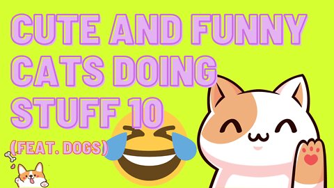 Cute and Funny Cats Doing Stuff 10 (Feat. Dogs)