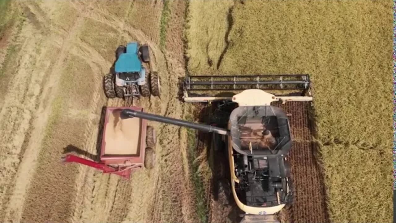 Scroggins Rice Harvest