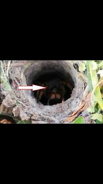 Tarantula decided to see what was happening