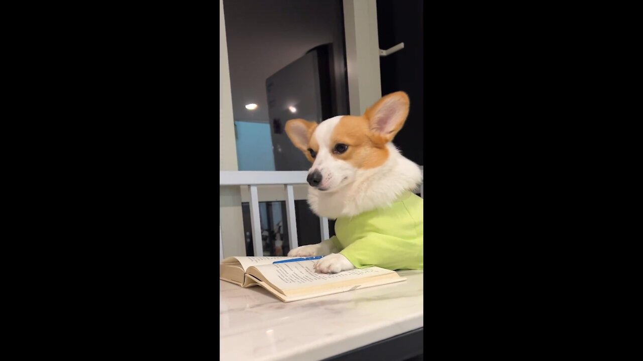 My dog ​​gets sleepy as soon as he studies