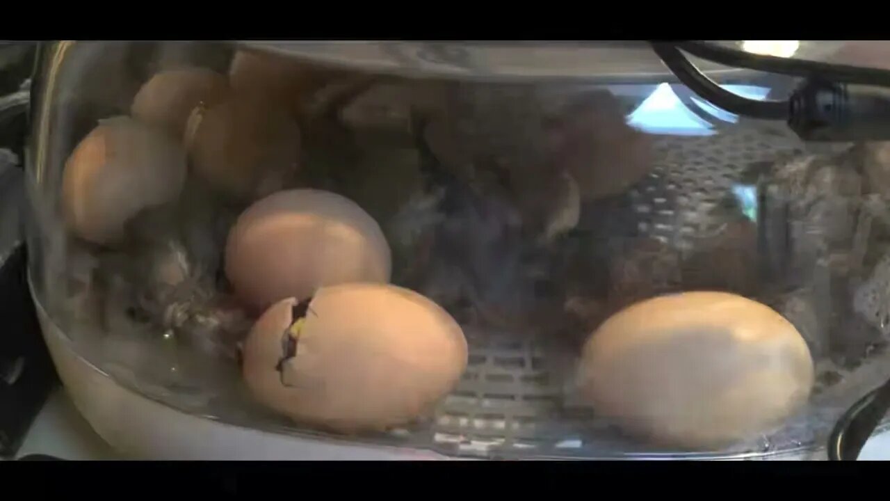 Hatching Barred-Rocks in Real Time (From start to finish)