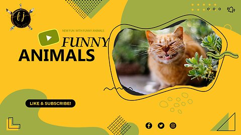 funny animals