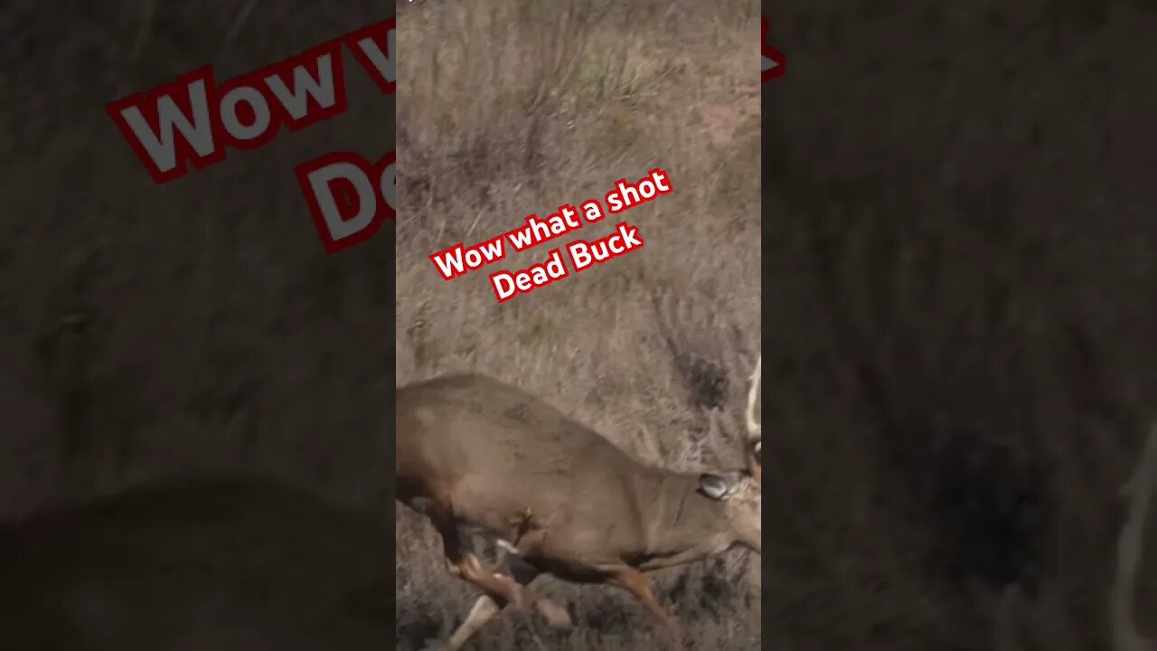 Huge heart shot on a Huge Buck #deerhunting #saddlehunting #hunters