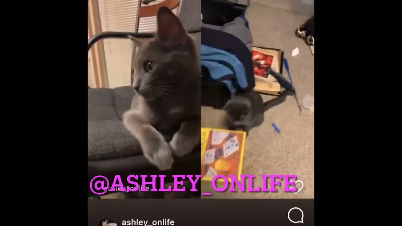 All of Ashley’s reels