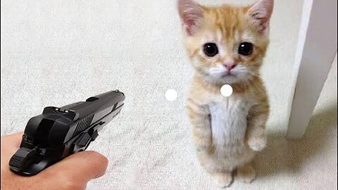 Funniest Animals 2023 😂 Funny Dogs and Cats Videos 😺🐶