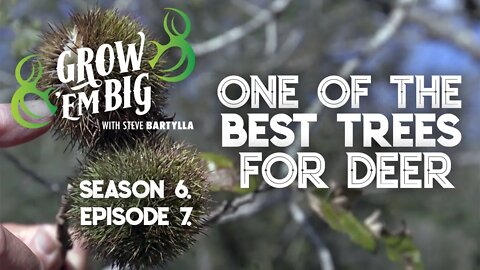One of the Best Trees For Deer