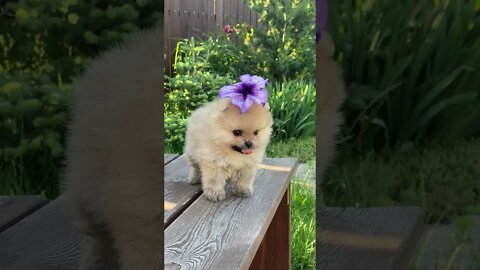 A Cute Dog on Top of a Wooden Table