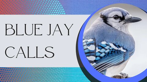 The Many Calls and Sounds of the Blue Jay