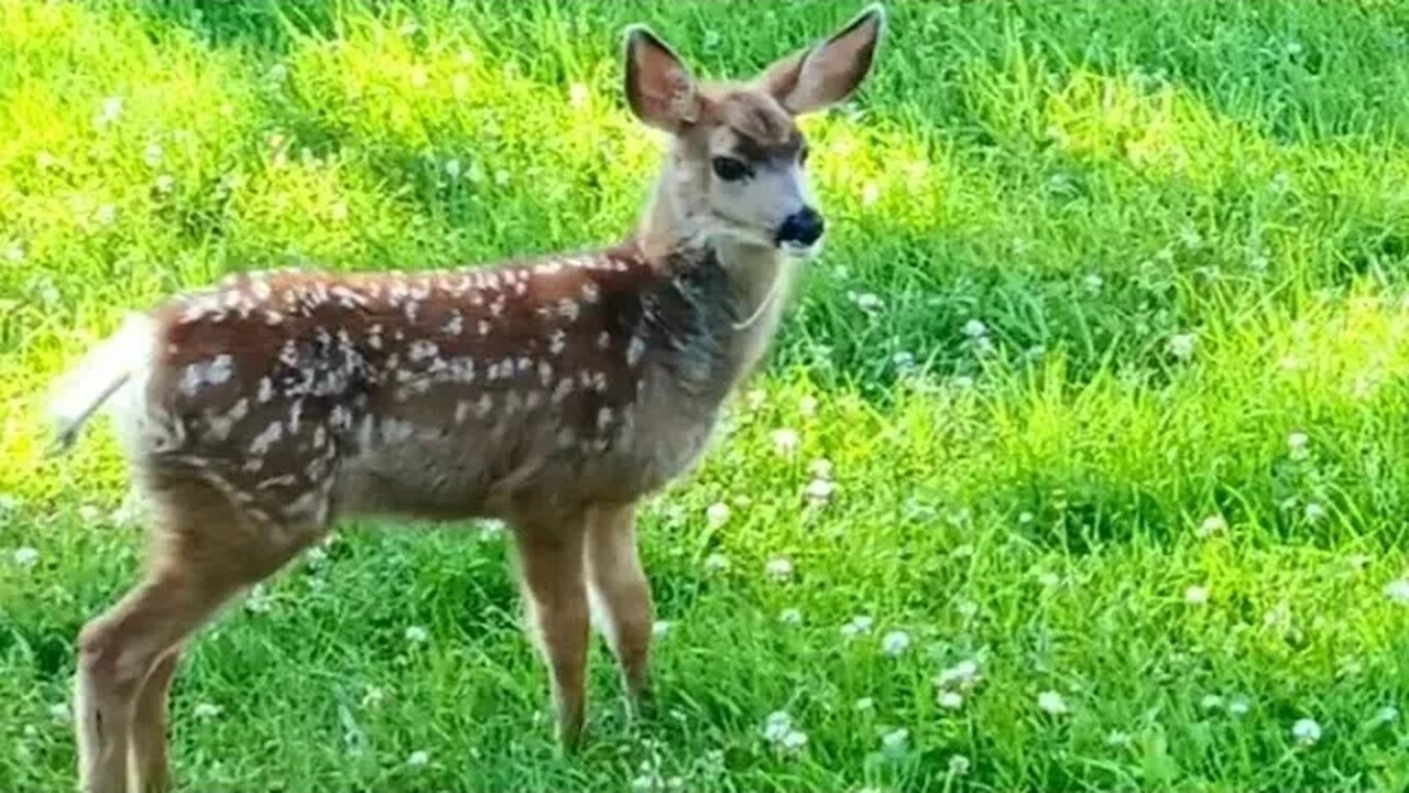 Brave little fawn, meets our cat Lilith. One of this year's fawns. #babyanimals #energiesrising1133