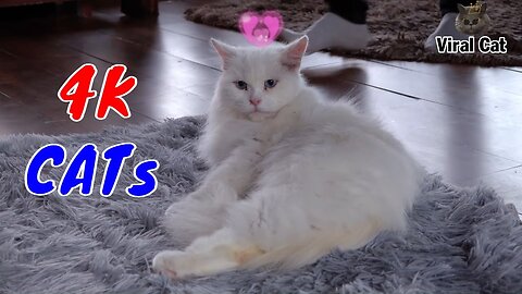 Funny Cats And Kittens Life 4K Quality Video Episode 1 | Viral Cat