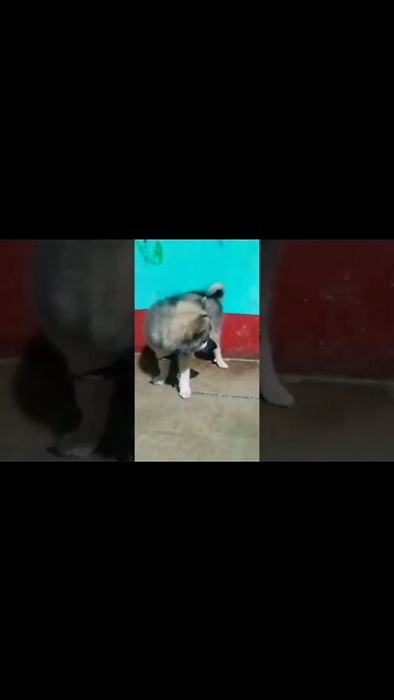 very cute puppy 🥰 | Pomeranian dog🐕 barking |#shorts #shortvideo #dogs #puppy