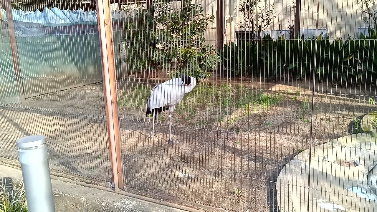 Another Crane in Ueno Park Zoo