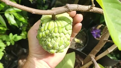 frutíferas produzindo em vaso jabuticaba atemoia carambola mel araçá boi iogurte fruta do milagre