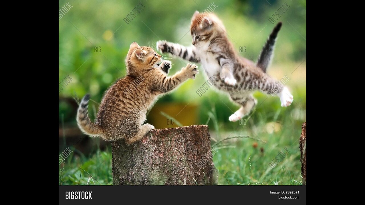 Super angry cats fighting