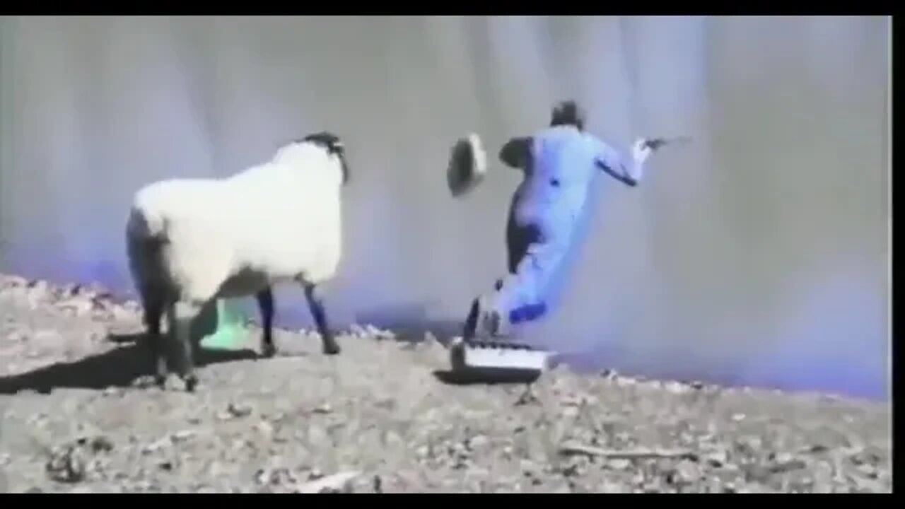 Sheep Goes Full Rogue