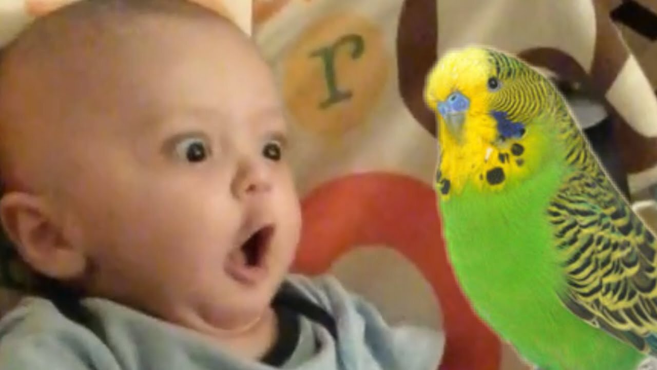 Funny Baby Videos Compilation