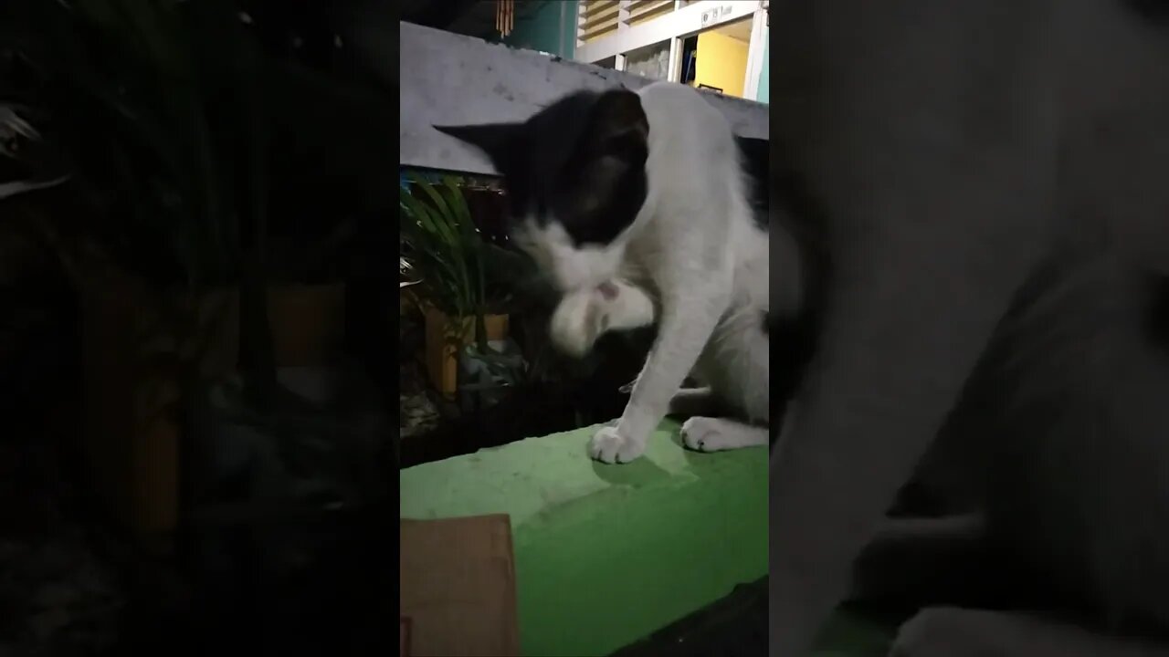 kebiasaan kucing setelah makan jilat jilat kaki