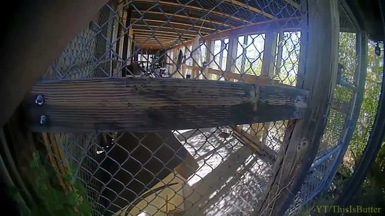 Bodycam footage shows deputy shooting chimpanzee that attacked Oregon woman