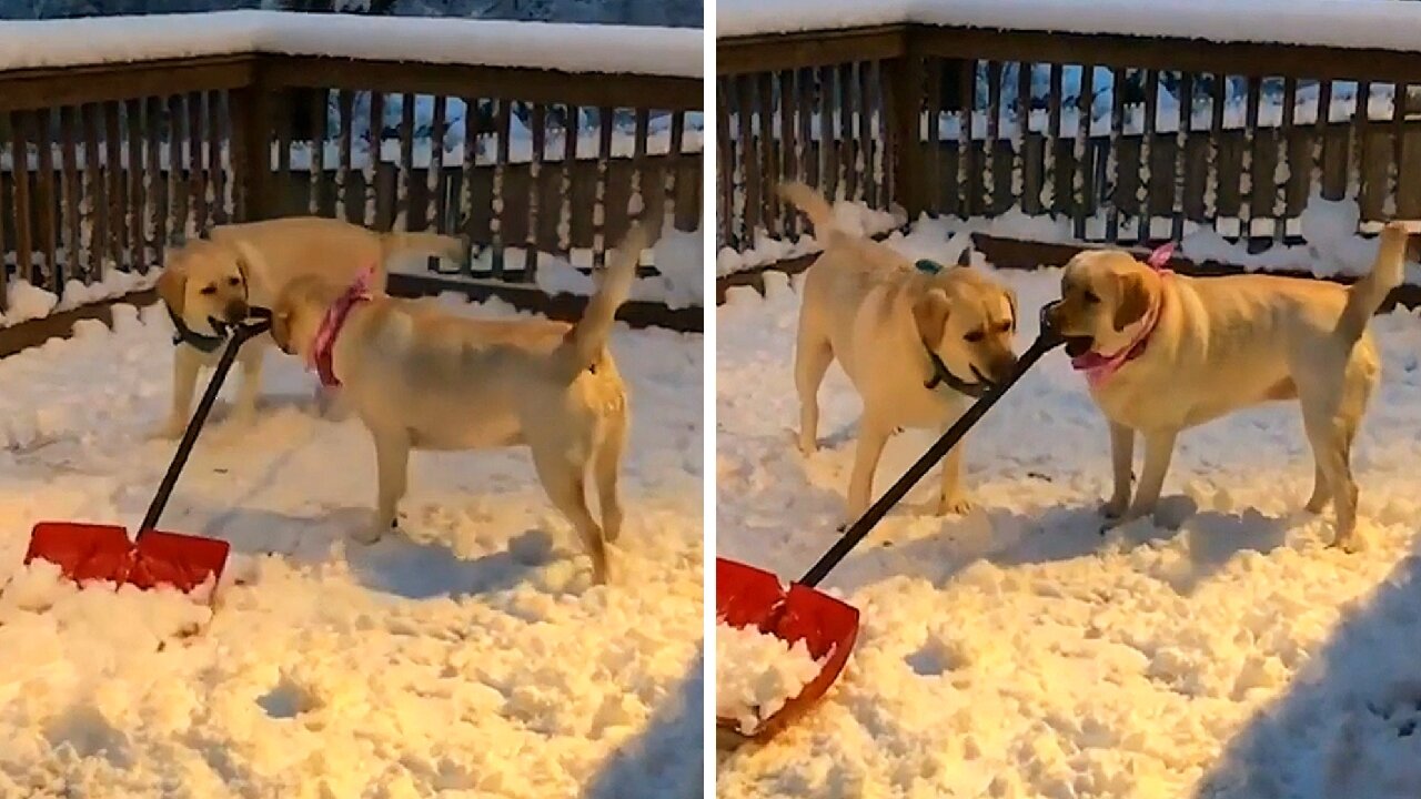 Dogs playing in the snow in a fun way