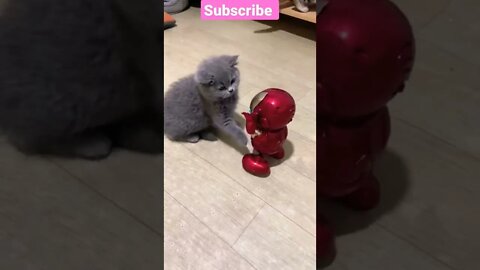 So Cute Cat play || Iran Man 😻🤣 #shorts #shortsfeed #cutecats