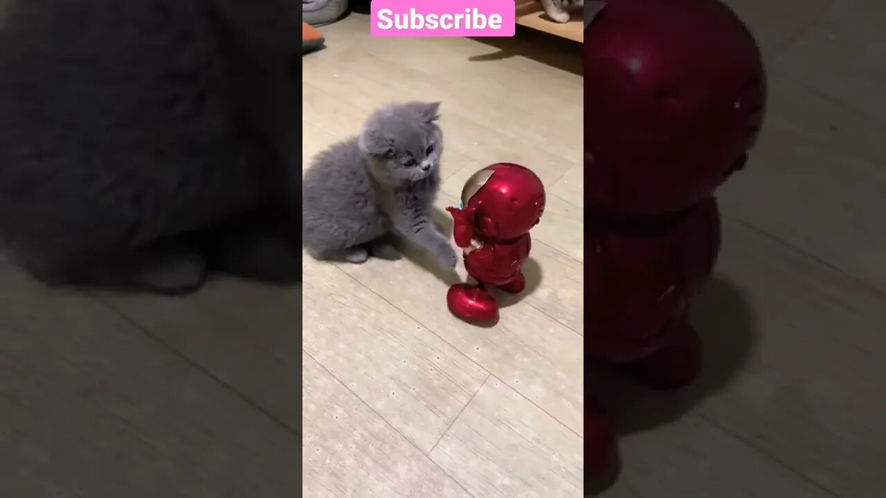 So Cute Cat play || Iran Man 😻🤣 #shorts #shortsfeed #cutecats