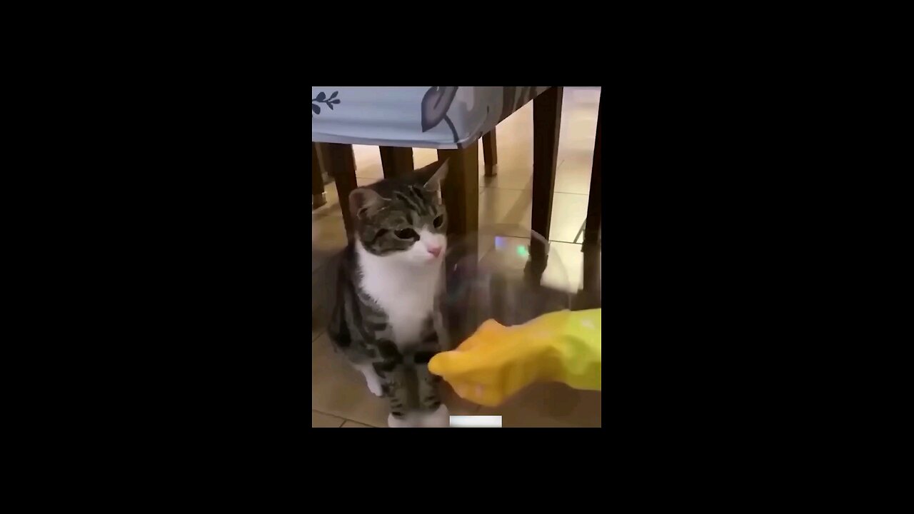 cat blasts bubble and shocked