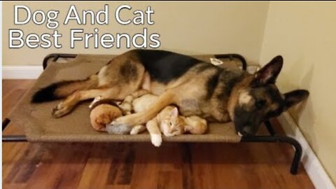 How a German Shepherd and a Kitten Became Best Friends