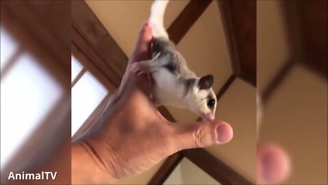 SUGAR GLIDERS Flying Funny Cute Compilation