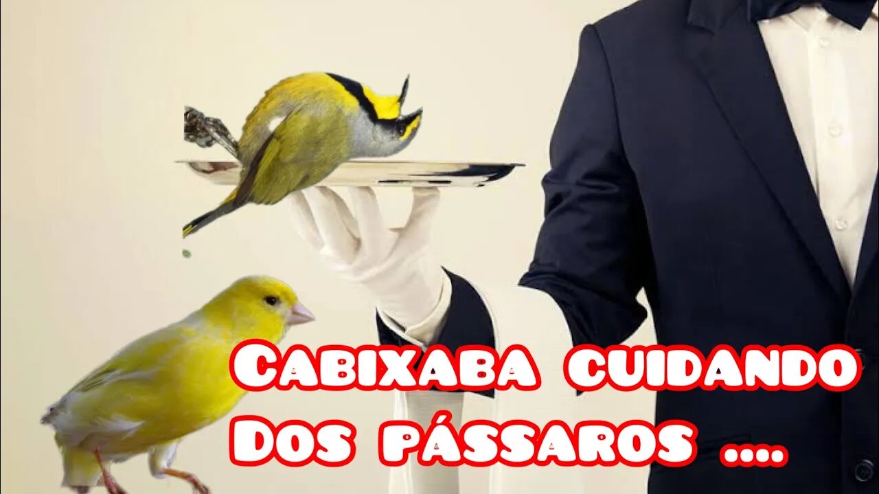 Canários e Picharro do Capixaba // Veja como ele trata dos pássaros